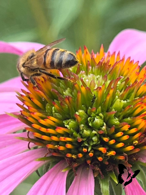 A bee gathering nectar from a pink coneflower in a summer garden.