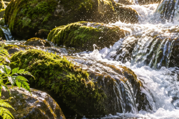 A peaceful woodland stream flowing through lush green trees, reflecting the quiet beauty of nature.